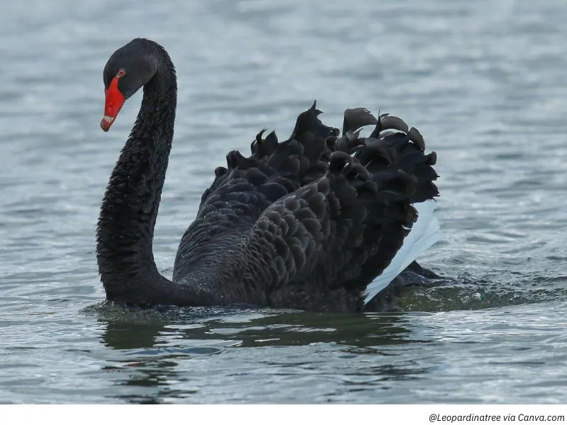 Not All Quant Quakes Are Black Swans
